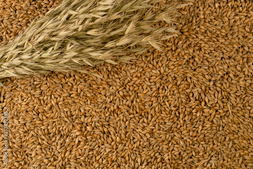 Barley beans. Grains of malt close-up. Barley on sacking background. Food and agriculture concept.