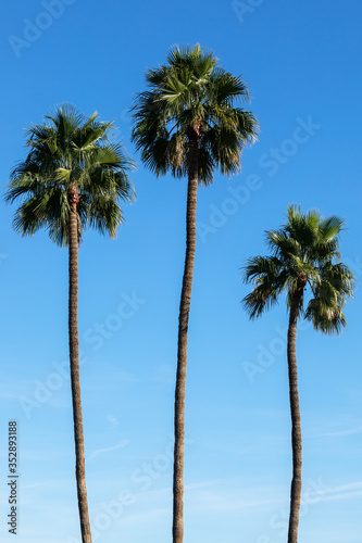 Three palm trees with a blue sky background