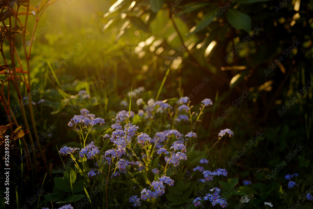 blue flower forget- me -not Myosotis and sunset in Polish garden blue flower forget- me -not Myosotis and sunset in Polish garden