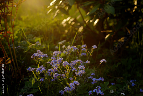 blue flower forget- me -not Myosotis and sunset in Polish garden