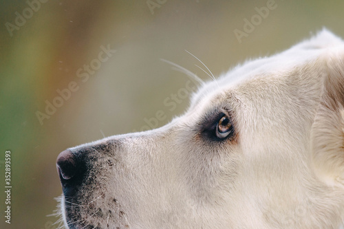 portrait of a white dog