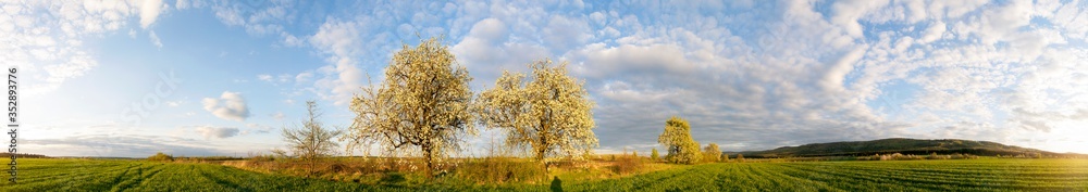 Panorama view of mountain meadow with flowering pear trees against a backdrop of spruce forest and picturesque sky