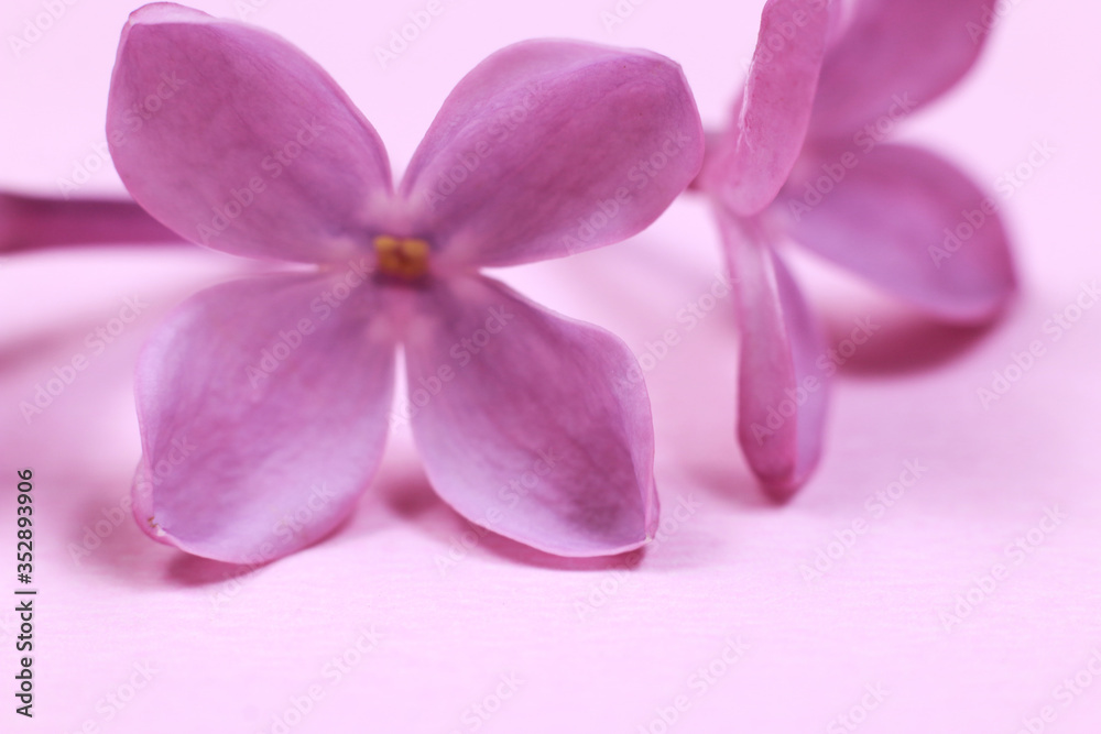 Obraz premium Macro shoot of lilac flowers on light pink background. 