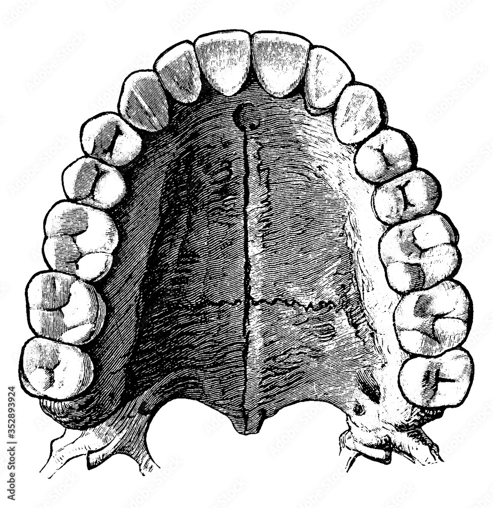 Upper permanent teeth, vintage illustration.