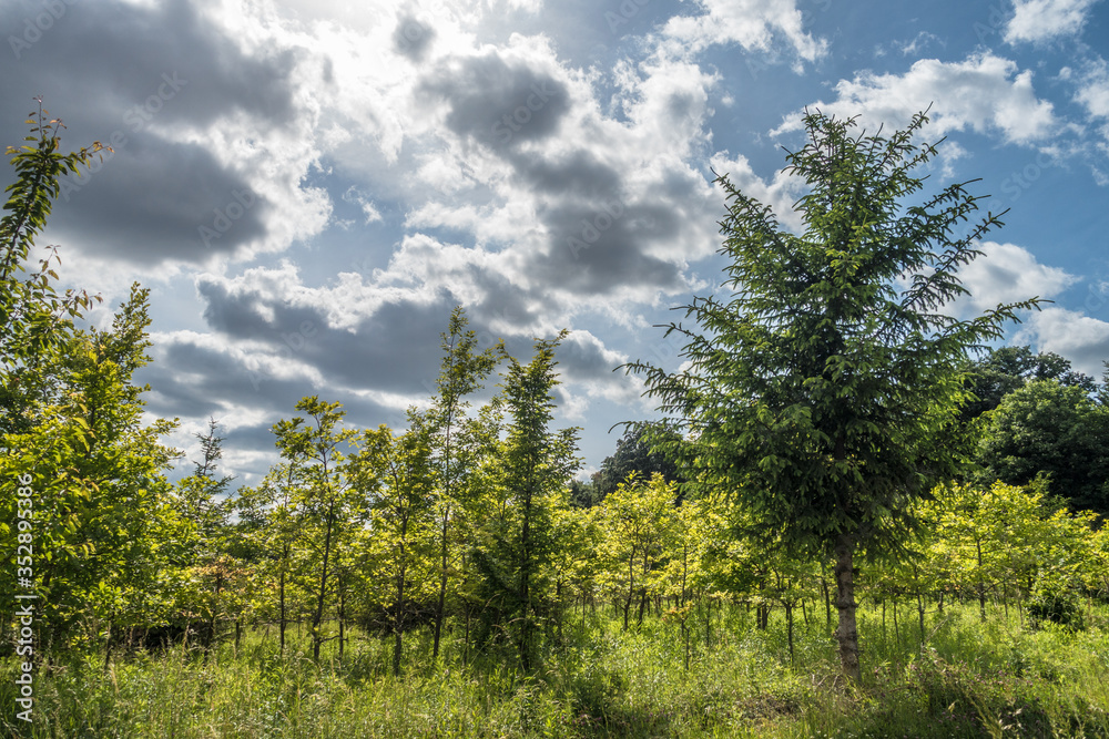 Obraz premium Baumschule im Mischwald