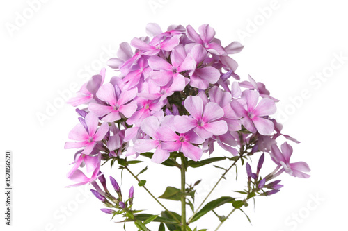 Inflorescence of pink phlox Isolated on a white background.