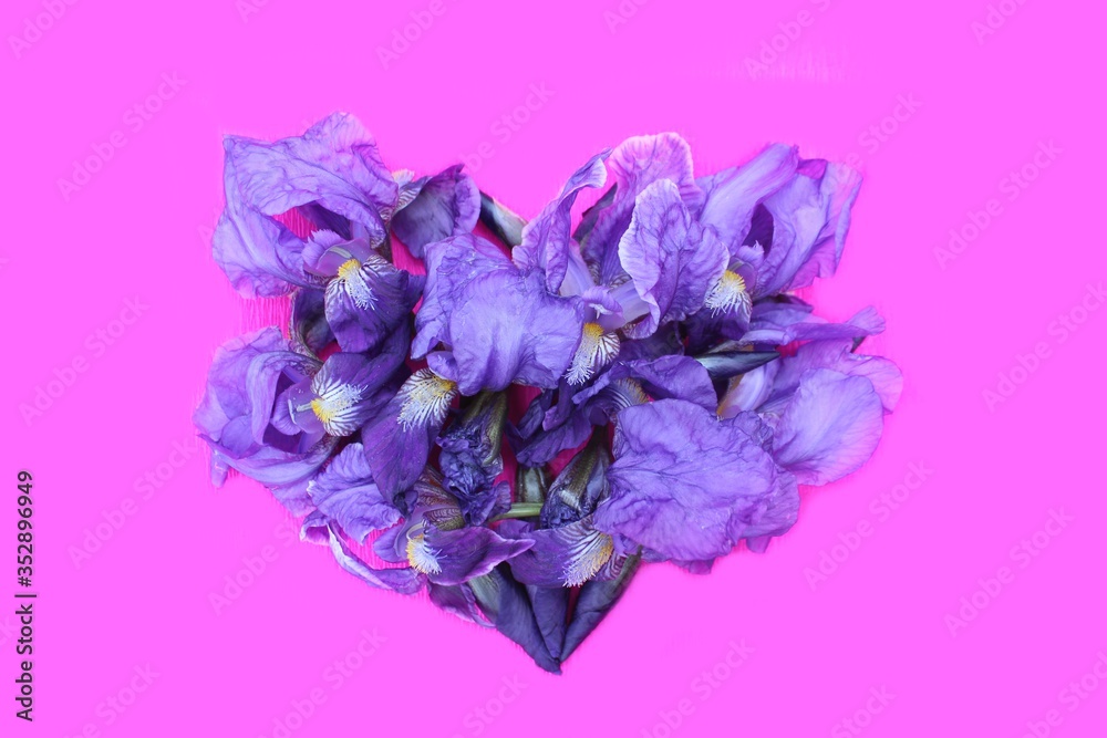 Heart of blue fresh flowers isolated on pink. Heart symbol made of
iris flowers isolated on a pink background. Concept of love for Valentines day and mother. Flower heart shape.
