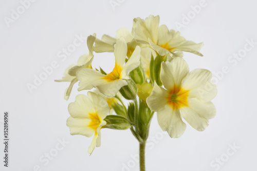 Primrose yellow inflorescence isolated on gray background.