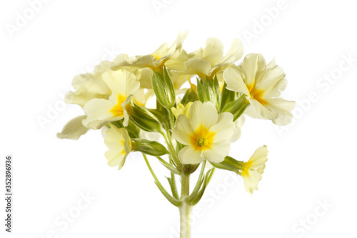 Inflorescence of yellow flowers of primrose. Isolated on white background.