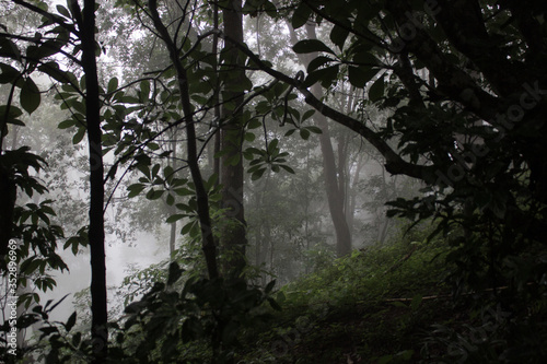 bosque tailandés con niebla