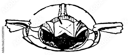 May Beetle Metathorax, vintage illustration.