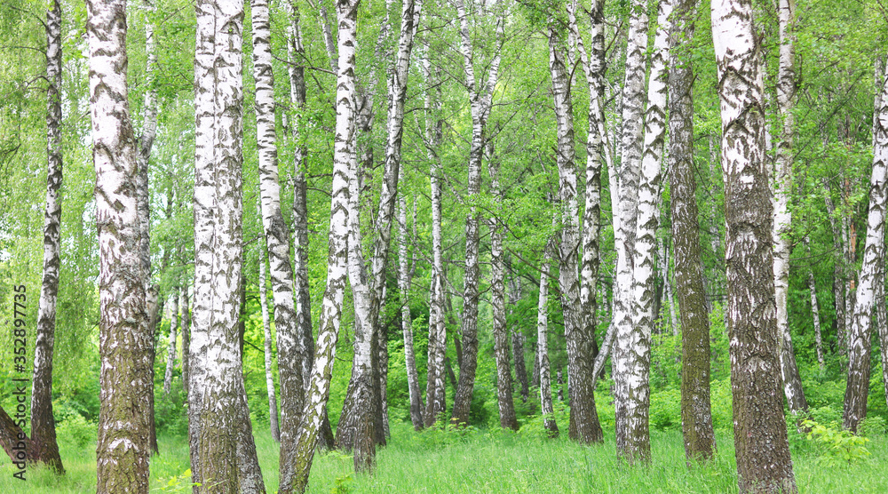 Obraz premium Beautiful birch trees with white birch bark in birch grove with green birch leaves in summer