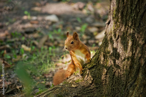 red squirrel close-up sitting at the roots of a tree