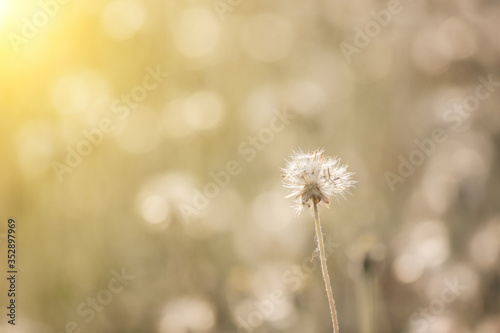 Beautiful meadows and evening sun