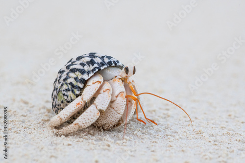 Hermit crab feeding on the beach at low tide