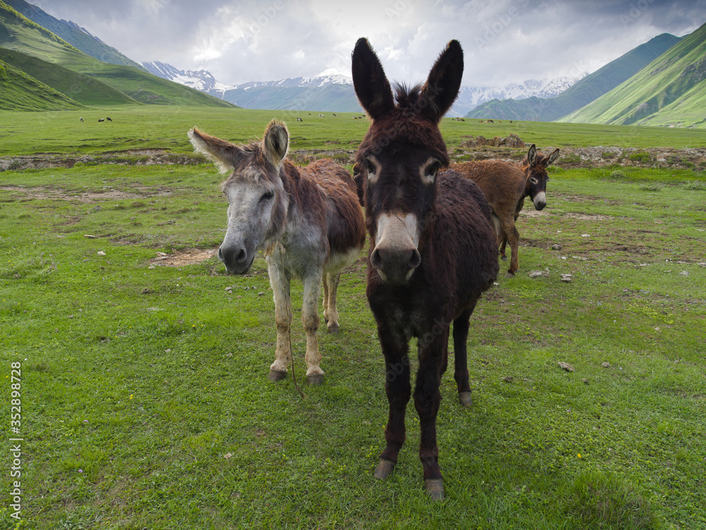 young donkeys in the mountains in Georgia young donkeys in the mountains in Georgia