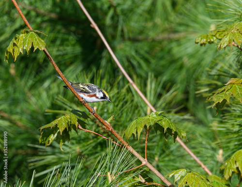 Chestnut-sided Warbler perched on a tree branch in spring