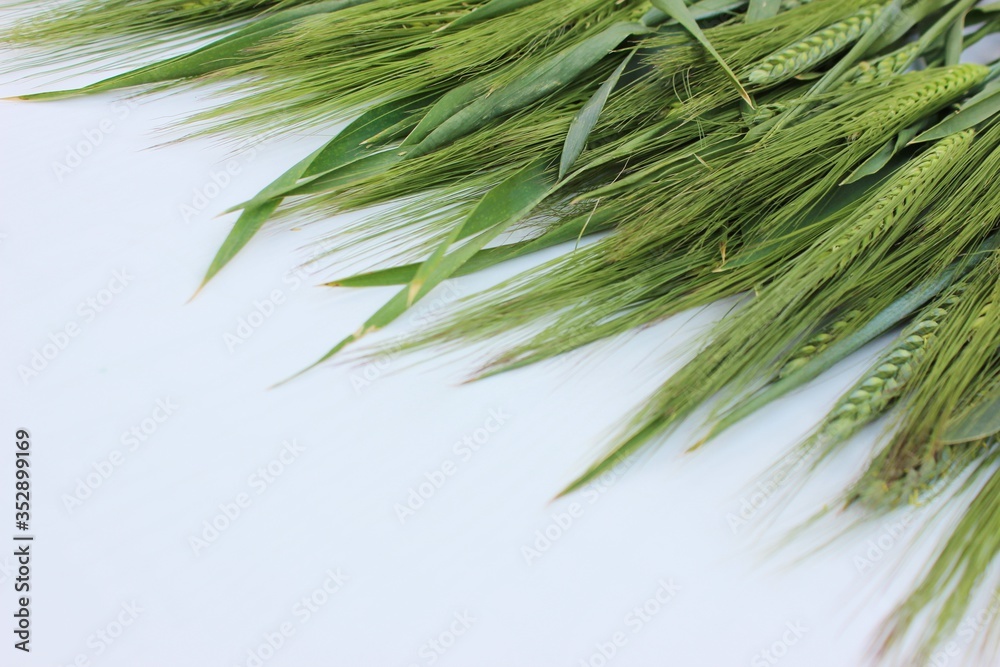 Ears of green wheat isolated on white. Frame of young ears of wheat with copyspace for text. Green grains for cooking flour and baking bread and rolls. Farm business. Agricultural plants.