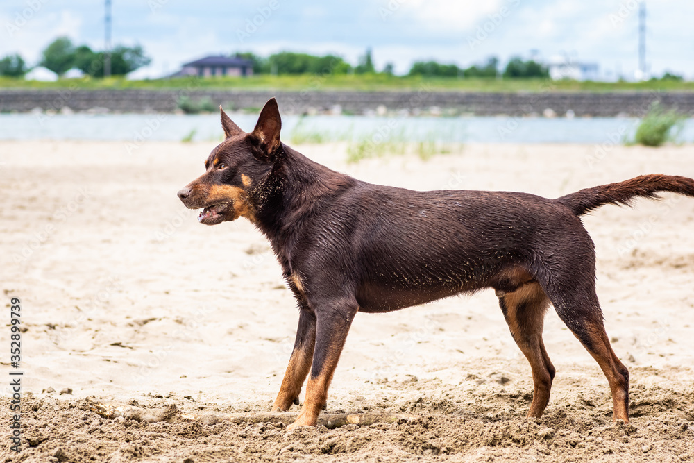 Autralian kelpie dog breed in the sand on the background of the river and greenery Autralian kelpie dog breed in the sand on the background of the river and greenery