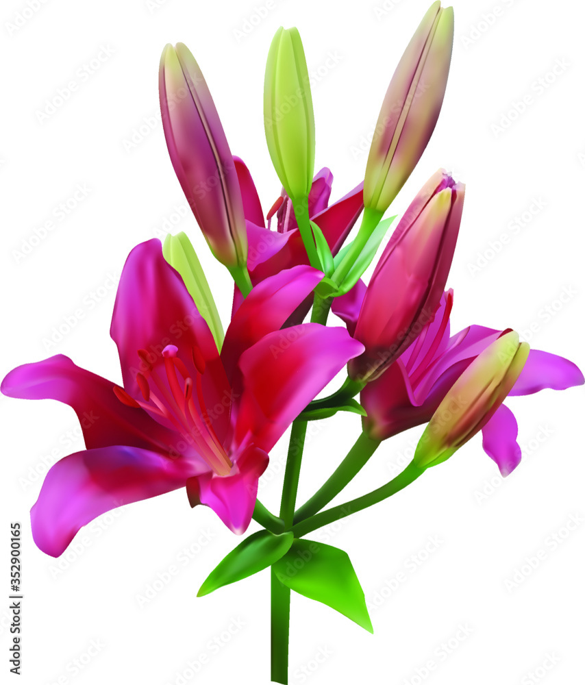 branch of delicate pink violet lilies with blossoming flowers and closed buds isolated on a white background. 3d illustration, 3d image