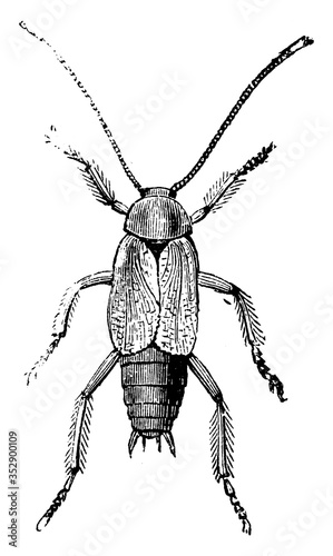 Billede på lærred Female Cockroach, vintage illustration.