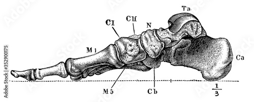 Bones of the Foot, vintage illustration