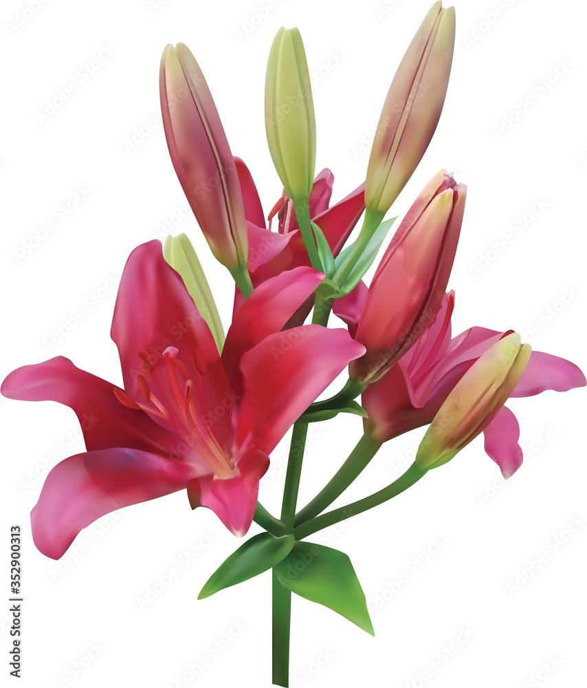 branch of delicate pink violet lilies with blossoming flowers and closed buds isolated on a white background. 3d illustration, 3d image branch of delicate pink violet lilies with blossoming flowers and closed buds isolated on a white background. 3d illustration, 3d image