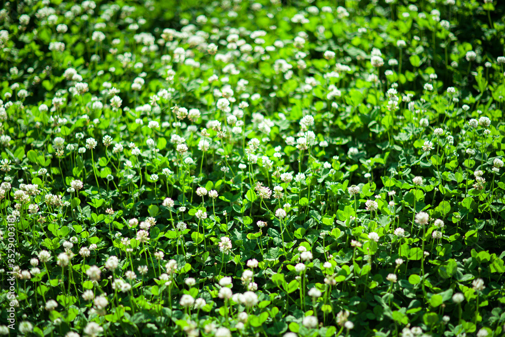 park flower wood tree