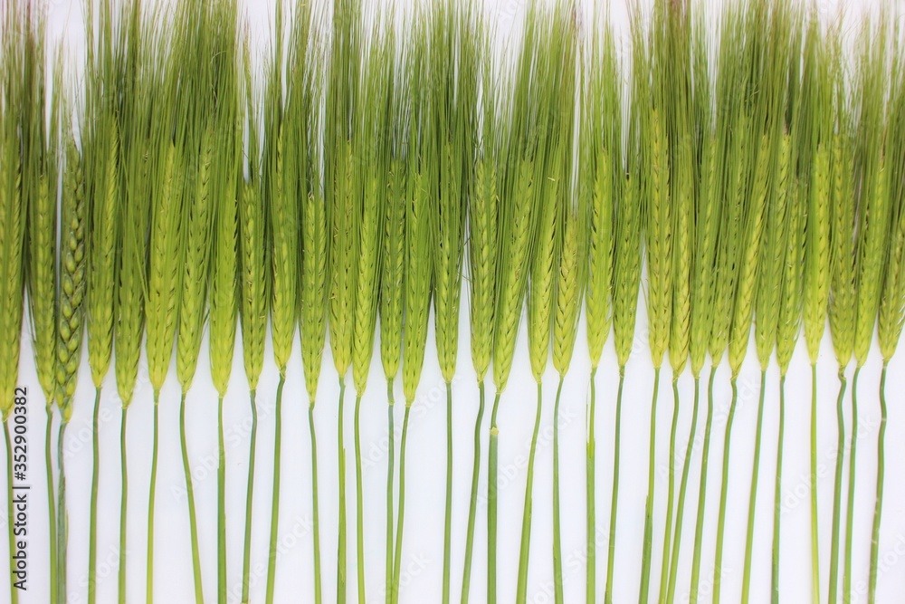 Ears of green wheat isolated on white. Frame of young ears of wheat with copyspace for text. Green grains for cooking flour and baking bread and rolls. Farm business. Agricultural plants.