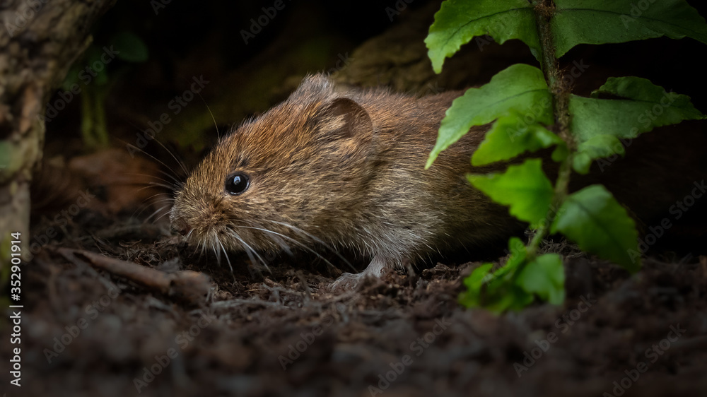 Short-tailed or field vole portrait