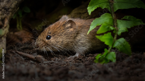 Short-tailed or field vole portrait