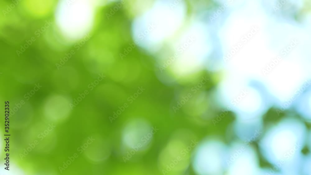 新緑のイメージ 新緑のイメージ