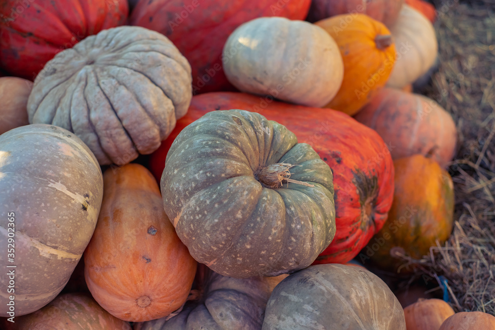bright pumpkins pattern, autumn background, harvest concept, top view bright pumpkins pattern, autumn background, harvest concept, top view