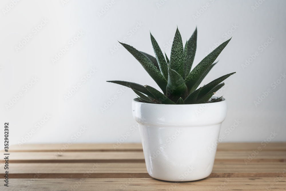 Fototapeta premium succulent plant in pot