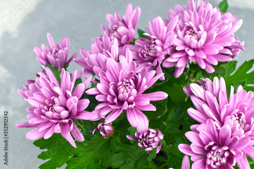 Pink chrysanthemum flowers bouquet on grey background