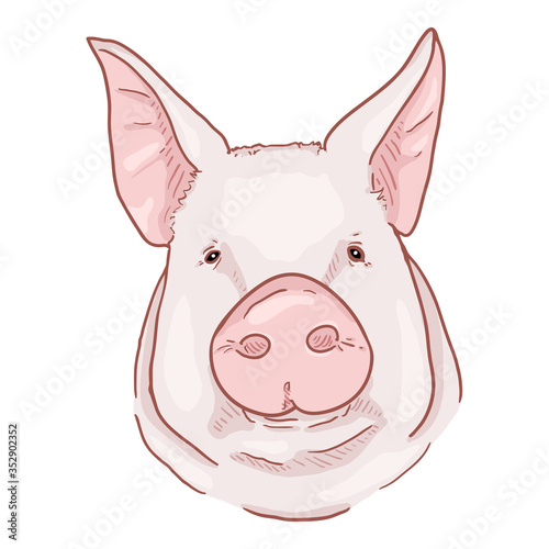 Vector Cartoon Pig Face