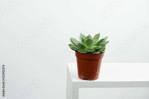 small potted succulent on a white table against white wall copy space