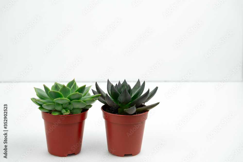 two potted small succulents on a white table against white wall copy space