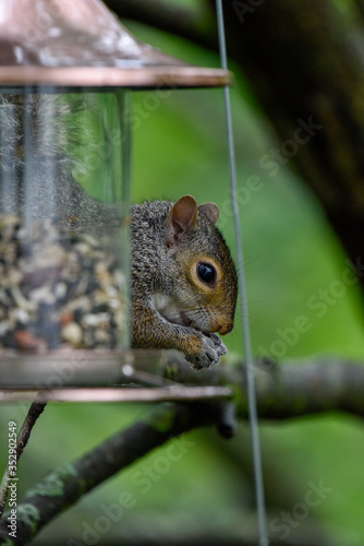 Eastern gray squirrel eating from feeder