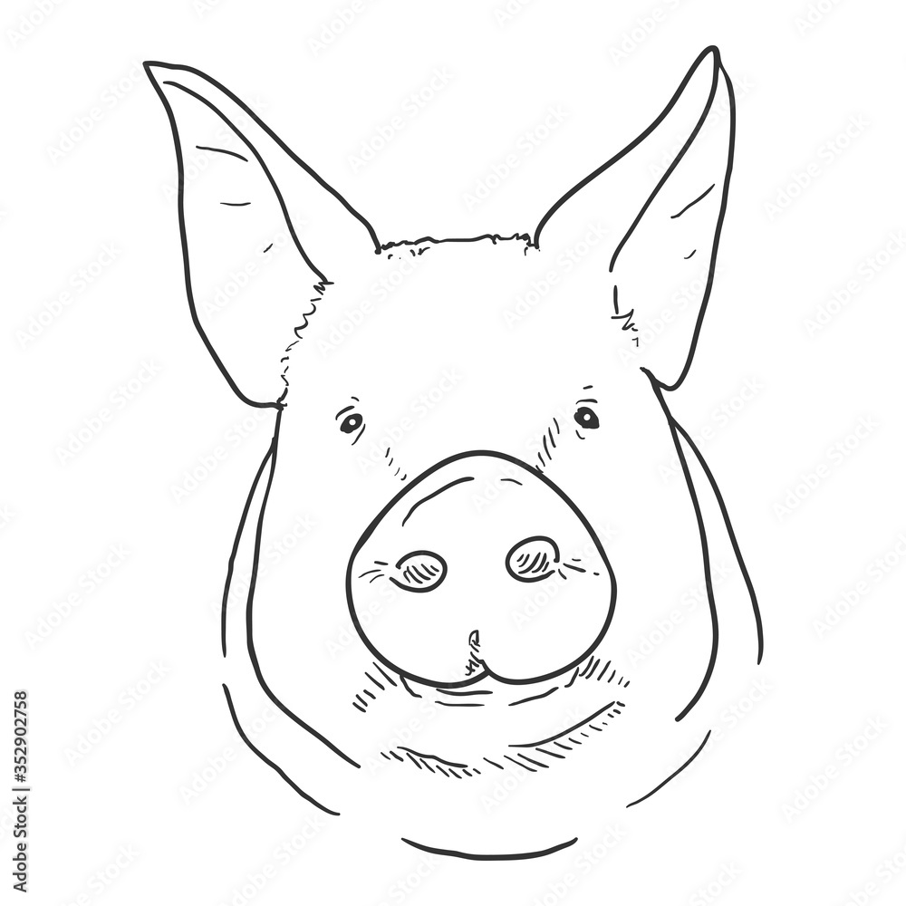 Vector Sketch Pig Face Vector Sketch Pig Face