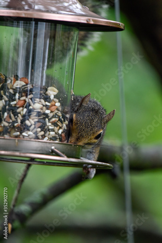 Eastern gray squirrel eating from bird feeder © Amanda