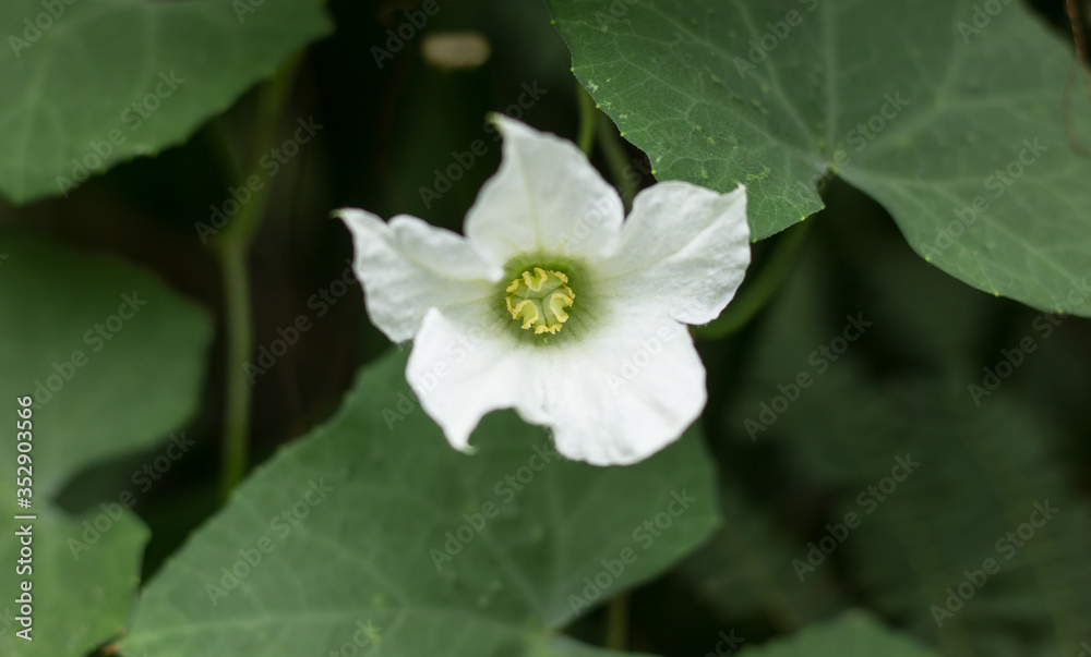 Flower Ivy Gourd Coccinia grandis Flower Ivy Gourd Coccinia grandis