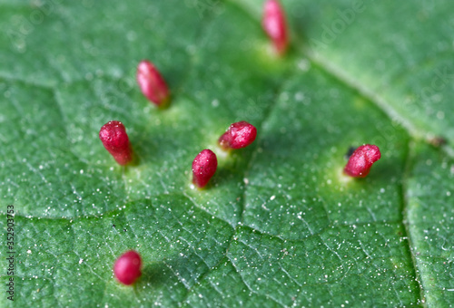 Gallmilben - Makro Blatt photo