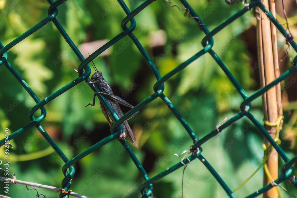 Fototapeta premium A big grasshopper crawling on a metal fence in a medieval village in the Alps mountains