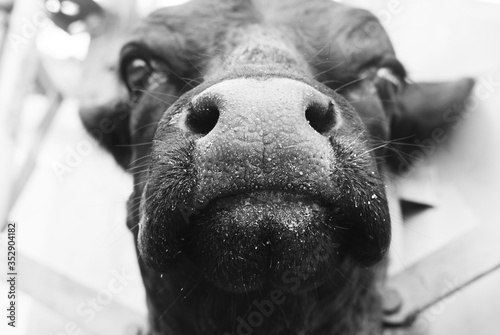 Funny cow face close up in chute for working cattle concept in black and white. photo