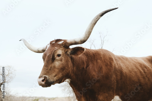 Texas longhorn cow close up for portrait, isolated on sky background with large horns.