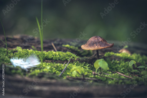 mushrooms and tubers on green grass