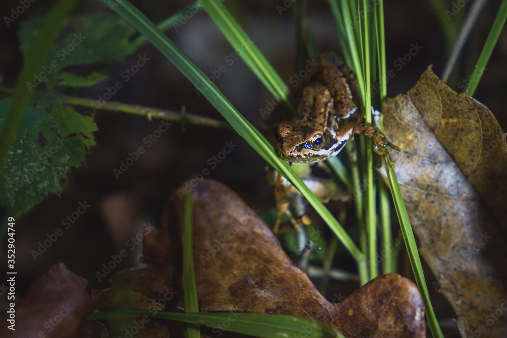Green frog among high branches in nature