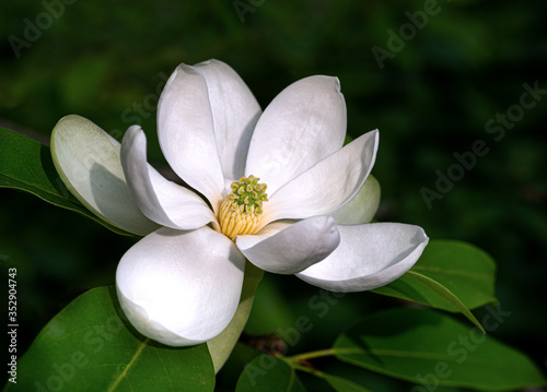 Flower of sweetbay magnolia   Magnolia virginiana   a small tree native to the Atlantic and Gulf coasts of the United States.