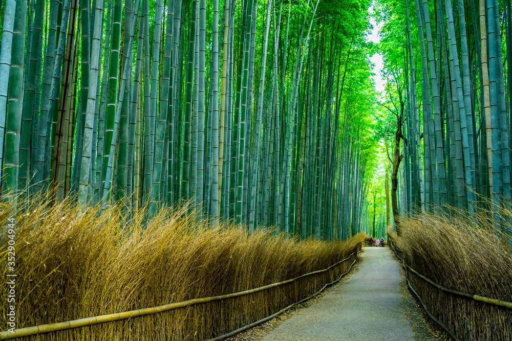 Naklejka premium 日本 京都 嵐山 竹林の小径 ~ Arashiyama Bamboo Forest, Kyoto's most popular tourist destinations ~